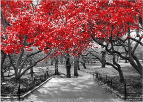 Kép - vörös fák,Central Park, New York (üvegen) (70x50 cm)