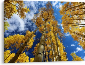 Kép - Aspen (70x50 cm)