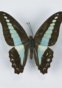 Poszter 29,7x42cm Pillangó fehér alapon 8, Assaf Frank