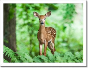 Poszterek keretben 40x30 Szarvas az erdőben Erdő