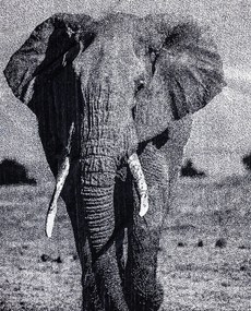 ANIMAL Elefánt Strandtörölköző 165x90cm