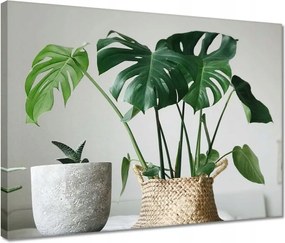 Vászonkép 40x30 Mosnter levelei lyukas