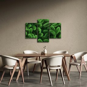 Kép - Tűlevelű gallyak (90x60 cm)