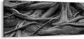 Kép - A fa gyökerei (120x50 cm)