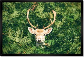 Poszter keretben 60x40 Szarvas felszarvazott