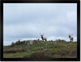 Poszter keretben 40x30 Szarvas felszarvazott
