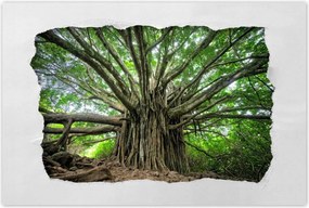 Poszterek 90x60 Fa Kilátás