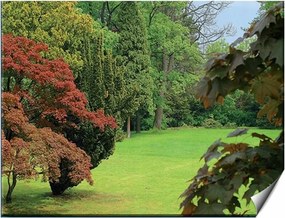 Fotótapéta Erdő Fák Ég Rét Kert Természet Fű 254x184 Kiárusítás