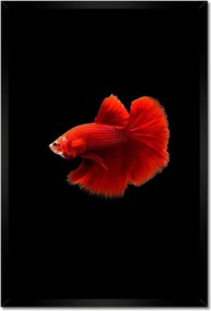 Poszter keretben 40x60 Piros harcos hal