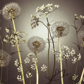 Poszter 40x40cm Réti virágok 4, Assaf Frank