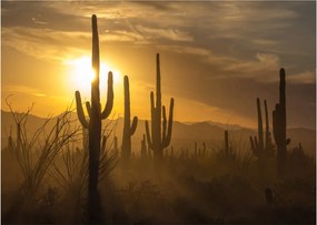 Kép - Saguaro kaktuszok (70x50 cm)