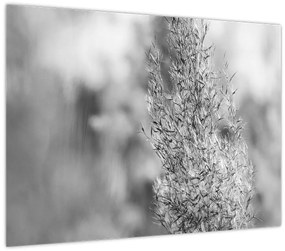 Kép - Boho pampafű (70x50 cm)