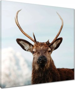 Vászonkép 60x60 Szarvas felszarvazott