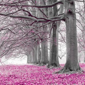 Poszter 60x60cm Fák egy sorban rózsaszín levelek, Assaf Frank