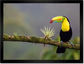 Poszterek keretben 40x30 Madarak