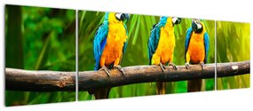 Modern kép - papagájok (170x50cm)