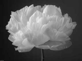 Poszter 40x30cm Bazsarózsa virág 2, Assaf Frank