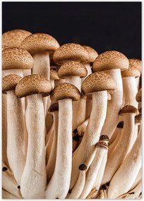 Poszterek A4 Pion Gombák az erdőben Közelkép