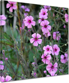 Vászonkép 50x50 Lila virágok