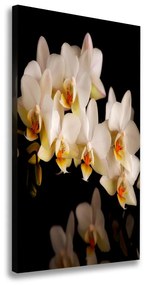 Egyedi vászonkép Orchidea ocv-95410450