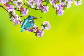 Művészeti fotózás A bird in a wonderful nature, serkanmutan, (40 x 26.7 cm)