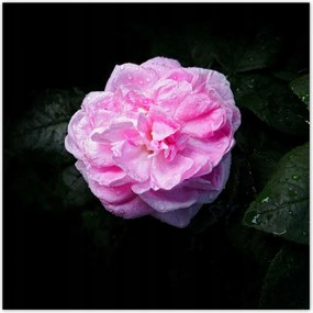 Poszterek 140x140 Rózsaszín bazsarózsa cseppekkel