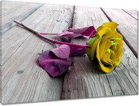 Vászonkép 90x60 Freeky rose