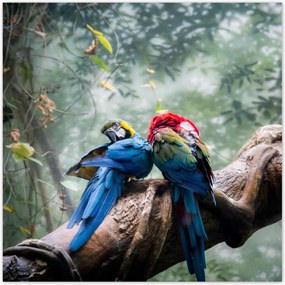 Poszterek 30x30 Szerelmes papagájok