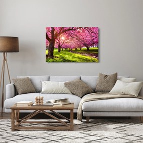 A virágzó cseresznye képe, Hurd Park, Dover, New Jersey (90x60 cm)