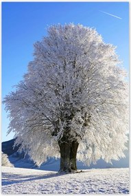 Poszterek 80x120 Téli fa kép