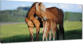 Vászonkép 180x90 Kanca és csikó