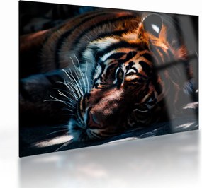 Egy fekvő tigris képe (üvegen) (70x50 cm)