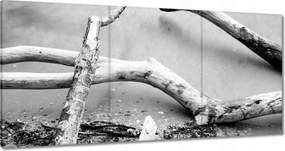 Vászonkép 180x90 Gyökerek Tengerpart