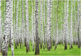 Fotótapéta Nyírfa Erdő Fák Természet 3D 416x254