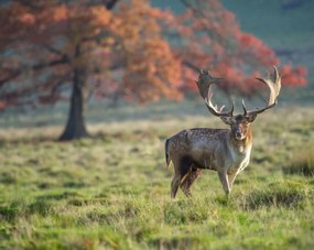 Poszter 76x60,5cm Szarvas a mezőn, Assaf Frank