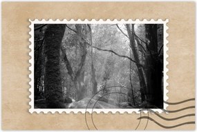 Poszterek 60x40 Rejtélyes erdő Sugárzás