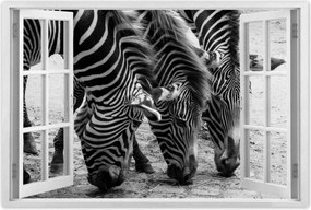 Poszterek 60x40 Három zebra