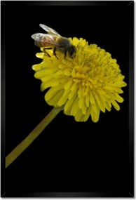 Poszterek keretben 40x60 Méh a pitypangon