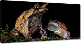 Vászonkép 115x55 Sarok orrszarvú béka