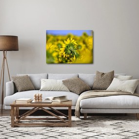 Napraforgó képe (70x50 cm)