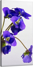 Botanika vászonkép Lila ibolyák 40x80