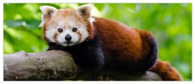 A vörös panda képe (120x50 cm)