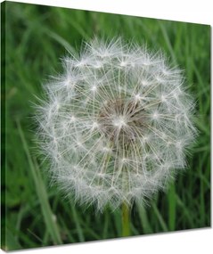 Vászonkép 40x40 Pitypang Virág Virágok