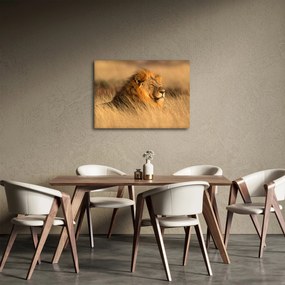 Kép - Etosha Nemzeti Park (70x50 cm)