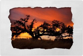 Poszterek 120x80 Akác Afrikában