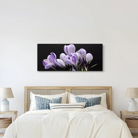 Kép - Lila krókuszok (120x50 cm)