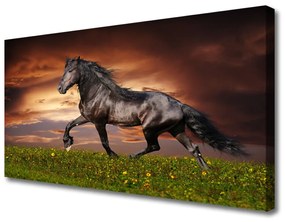 Vászonfotó Black Horse Meadow Állatok 125x50 cm