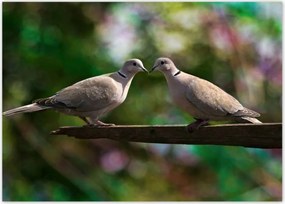 Poszterek 70x50 Szerelem Érzés Párkapcsolat