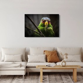 Papagáj képe (90x60 cm)