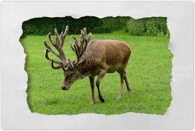 Poszter 60x40 Szarvas felszarvazott
